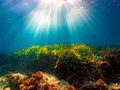 🌵 Life Intemares en busca de una mayor superficie marina protegida...
