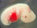 馃悽 Creado el primer h铆brido animal con c茅lulas madre humanas...