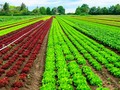 🐢 Dos sistemas agrícolas españoles se convierten en Patrimonio Agrícola Mundial...