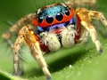 📺 Compartir fotos de arañas raras en las redes sociales puede ayudar a la ciencia...