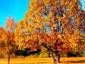 📺 ¿Te gusta la belleza? Tienes que ver este listado con los 22 arboles más coloridos del mundo...