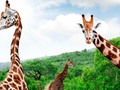 ⭐️ Las maravillas naturales de Sudáfrica ya disponibles en Google Street View...