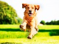 馃崗 Un estudio geneal贸gico revela la historia perdida de los perros...