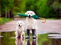 🎯 Se merece un monumento. Arriesga su vida para salvar a estos pobres animales abandonados a su suerte...