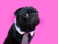 ⭐️ Comida no es amor: la obesidad en mascotas es un problema que se agudiza…