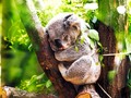 🎯 Los koalas están en "extinción funcional". Descubre qué es y por qué ocurre...