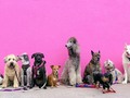 📌 5 formas de ayudar a los refugios de animales...