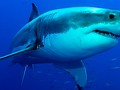 📌 Miles de tiburones llegan a las costas de Florida...