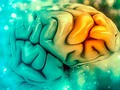 📌 El cerebro humano no es tan desconocido como se creía. Derribamos varios mitos populares sobre él...