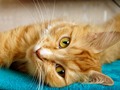 ♻️ Agresión inducida por caricias: por qué tu gato te muerde cuando le mimas…