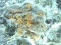 🎱 Una nueva bacteria surge de un volcán submarino en El Hierro...