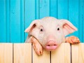 馃挘 Santuarios de animales: qu茅 son, cu谩l es su misi贸n, listado de santuarios en Espa帽a...