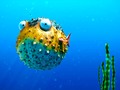 ⭐️ Descubren que los delfines se colocan con una sustancia alucinógena...