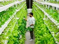 🍁 Grandes empresas invierten en la agricultura del futuro: los cultivos verticales...