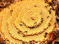 ♻️ Estas abejas construyen misteriosas colmenas en forma de espiral...