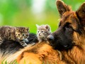 📺 Miden el nivel de inteligencia de perros y gatos...