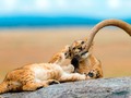 🍏 Las 12 fotos ganadoras del Concurso de Fotografía National Geographic 2018...