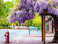 🌵 ¿Te gusta la belleza? Tienes que ver este listado con los 22 arboles más coloridos del mundo...