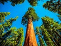 š Un Ćrbol, una historia. La Secuoya que conoció el exilio de una reina espaƱola...