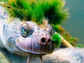 馃挘 La ex贸tica tortuga de cresta verde est谩 en peligro de extinci贸n...