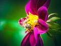 🍁 Descubren que las abejas pueden aprender a sumar y restar…