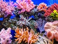 📺 Los impresionantes arrecifes de coral que resisten al cambio climático...