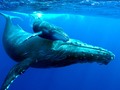 🎱 ¿Qué les está pasando a ballenas jorobadas para actuar así?...