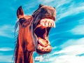 ☀️ 3 animales que han logrado cosas que tú jamás conseguirás...