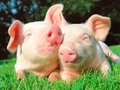☀️ Algunos países planean recortar el consumo de carne para beneficiar al planeta...