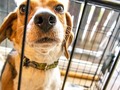 ⭐️ 200 voluntarios acompañaron a los perros de un refugio durante los fuegos artificiales del 4 de julio...