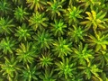 ⭐️ Exigen responsabilidades ambientales a las empresas que distribuyen aceite de palma...