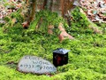 đ Funerales verdes: quĂ© son y por quĂ© se estĂĄn haciendo tan populares...