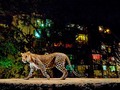 🌵 Los leopardos que salvan vidas humanas en Bombay...