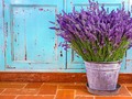 🎯 21 plantas repelentes de mosquitos y cómo aliviar sus picaduras de forma natural...