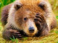 📌 35 animales extintos y 30 especies a punto de extinguirse...