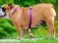 ⭐️ Diseñan una lámpara capaz de funcionar con heces de perro...