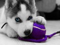 馃敂 La conversaci贸n entre un Husky y un beb茅 se vuelve viral...