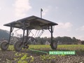 ⭐️ Impresiona verlo trabajar. Detecta la mala hierba y aplica herbicida automáticamente...