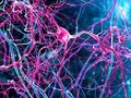 ⭐️ Un nuevo tipo de neurona puede ayudar a entender mejor trastornos como el Alzheimer y la esquizofrenia...