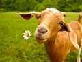 🎱 Veganuary: la última campaña vegana que ha ganado 250.000 nuevos adeptos…