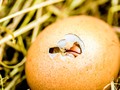 🎱 La eterna duda de si fue primero el huevo o la gallina, parece no tener misterio para la fĂsica cuántica...