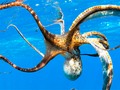 ⭐️ Los pulpos son los nuevos hackers del mundo animal...