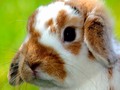 ♻️ Maltrato animal: la tarea pendiente del consumismo humano...