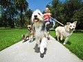 🔔 Aquí tienes 5 consejos para ganarte la vida paseando perros...