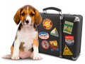 🍏 El aeropuerto de Nueva York inaugura una terminal para mascotas...