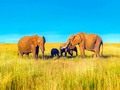 🌵 Las hembras son las líderes en varias de las especies más inteligentes del reino animal...