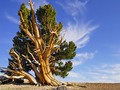 ☀️ El secreto mejor guardado de EE.UU. es un árbol de más de 5.000 años...