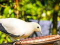 📺 La salud de las aves urbanas es peor que las del campo...