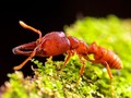 📌 La hormiga Drácula se convierte en el animal más rápido sobre la faz de la tierra...