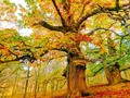 💣 Un árbol, una historia. Los castaños del Temblar, una amistad de siglos...